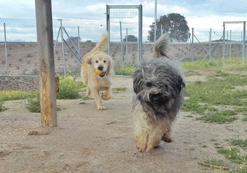 Campamento de mascotas | Residencia de Mascotas