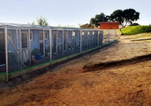 Campamento de mascotas | Residencia de Mascotas