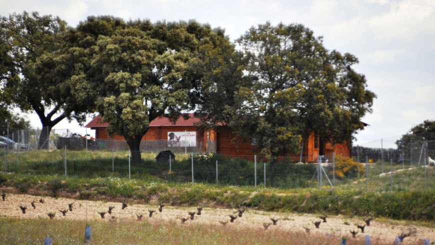 Bienvenidos al Blog de Campamento de Mascotas