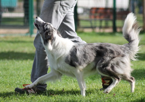 Adiestramiento y educacion canina en madrid