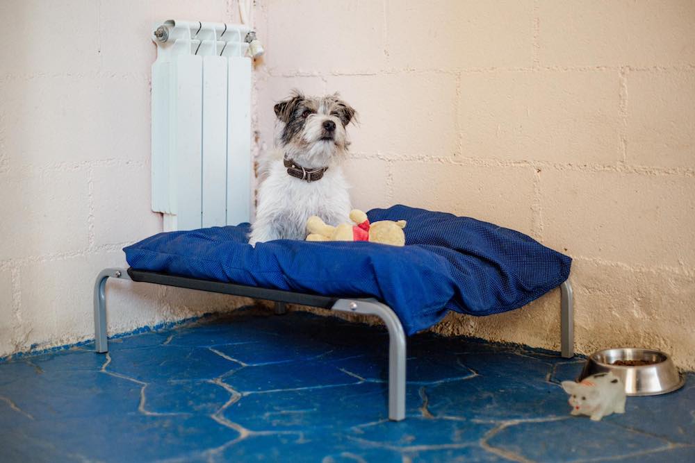 Frida en una de las habitaciones