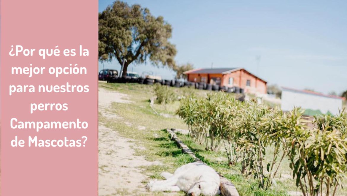 ¿Por qué es la mejor opción para nuestros perros Campamento de Mascotas?