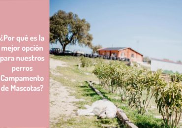 ¿Por qué es la mejor opción para nuestros perros Campamento de Mascotas?