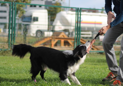 educacion canina madrid