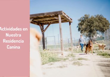 Actividades en Nuestra Residencia Canina