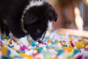 Olfateo en perros de residencia