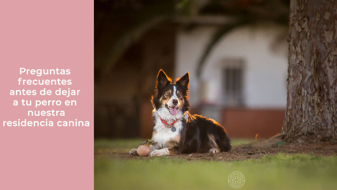 Preguntas frecuentes antes de dejar a tu perro en nuestra residencia canina