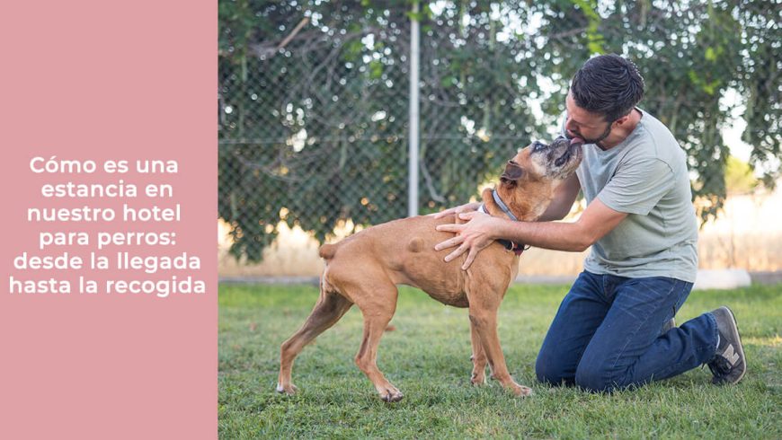 Cómo es una estancia en nuestro hotel para perros: desde la llegada hasta la recogida