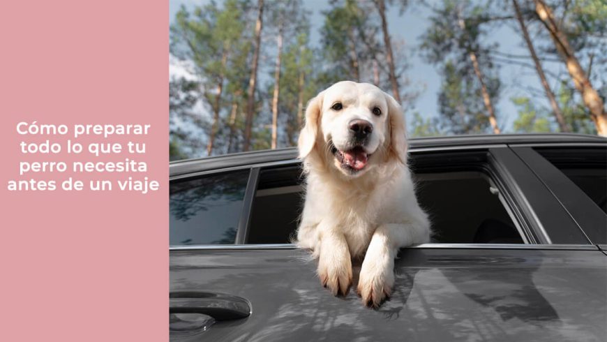 Cómo preparar todo lo que tu perro necesita antes de un viaje