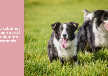 Cómo sabemos si un perro está bien durante su estancia