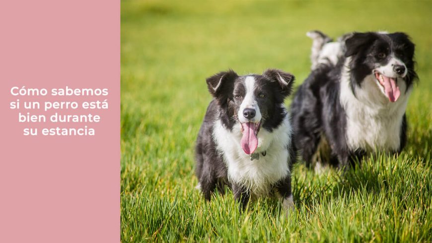 Cómo sabemos si un perro está bien durante su estancia