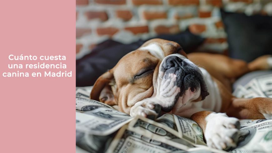Cuánto cuesta una residencia canina en Madrid en 2026