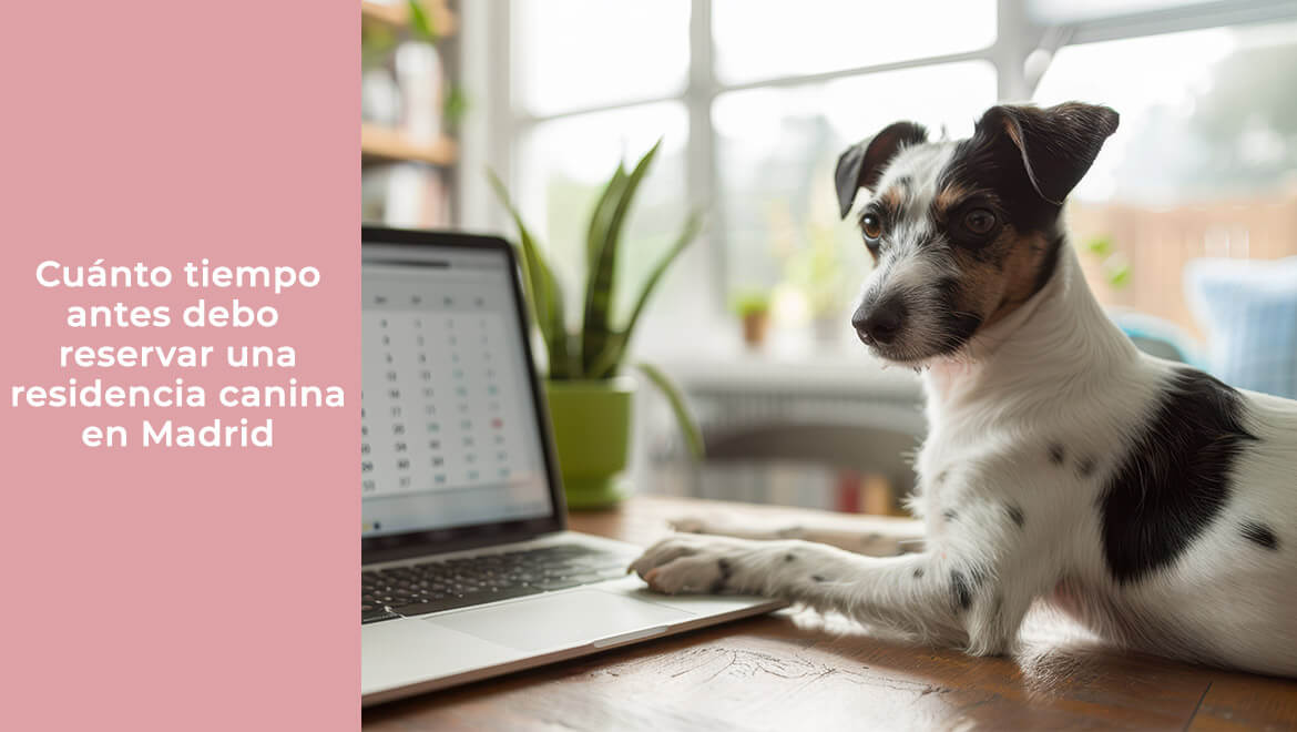 Cuánto tiempo antes debo reservar una residencia canina en Madrid
