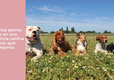 Cuántos perros hay en una residencia canina y por qué importa