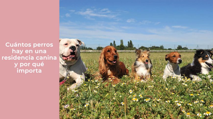 Cuántos perros hay en una residencia canina y por qué importa