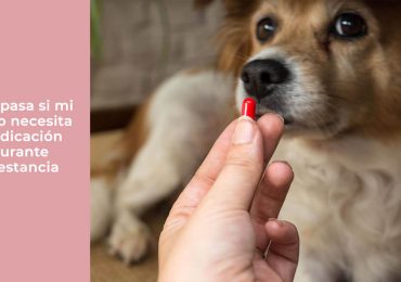 Qué pasa si mi perro necesita medicación durante la estancia