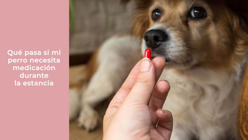 Qué pasa si mi perro necesita medicación durante la estancia