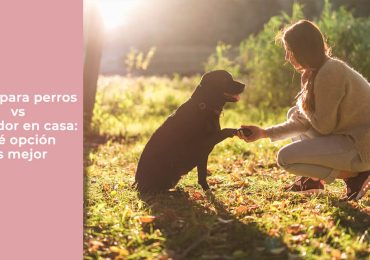Hotel para perros vs cuidador en casa: qué opción es mejor