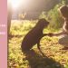 Hotel para perros vs cuidador en casa: qué opción es mejor