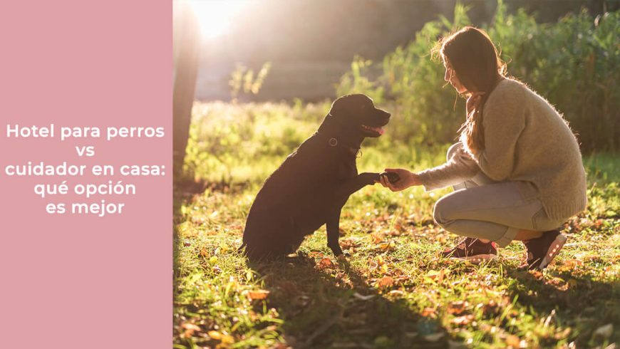 Hotel para perros vs cuidador en casa: qué opción es mejor